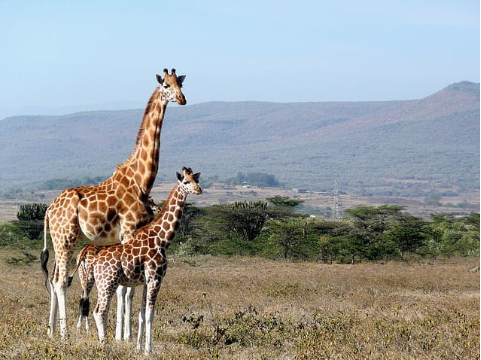 LIVE ANIMAL CAMERAS
